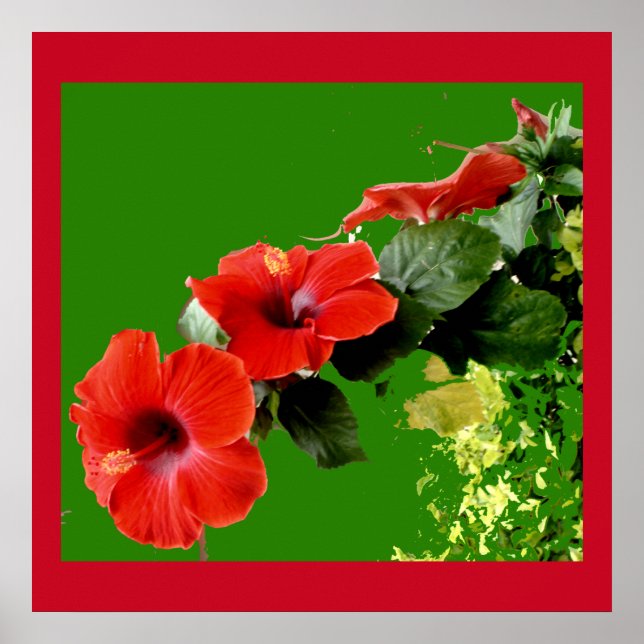 Elegant Red Hibiscus in Full Bloom Poster (Front)