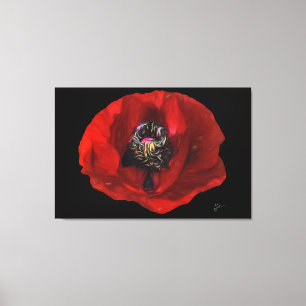 Elegant Red Poppy Flower on Black Background Canvas Print