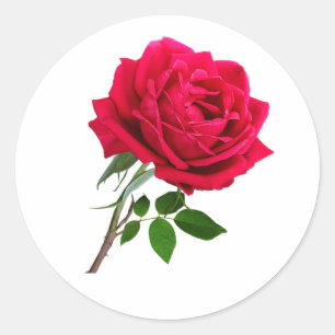 Elegant Red Rose Flower Classic Round Sticker