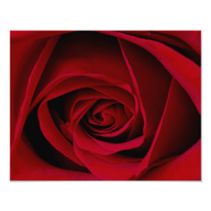 Elegant Red Rose Photo Print