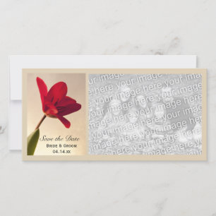 Elegant Red Tulip Wedding Save the Date
