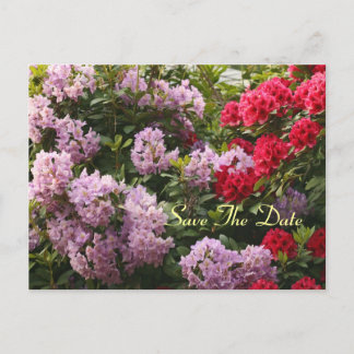 Elegant Rhododendron Save The Day Postcard