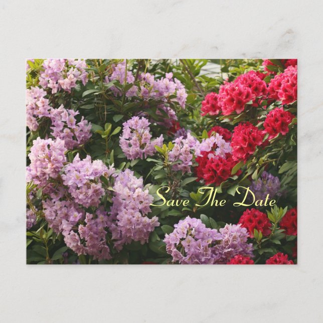 Elegant Rhododendron Save The Day Postcard (Front)
