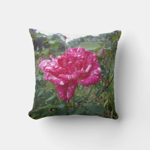 Élégant Rose À Rayures Roses Et Blanches, Coussin