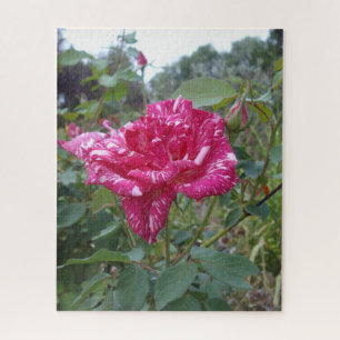 Élégant Rose à rayures roses et blanches, Puzzle J
