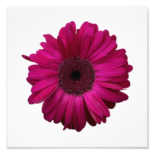 Élégant rose Gerbera Daisy Photo Imprimer