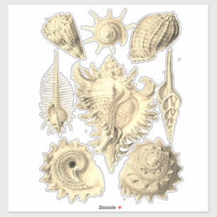 Elegant seashell vintage illustration