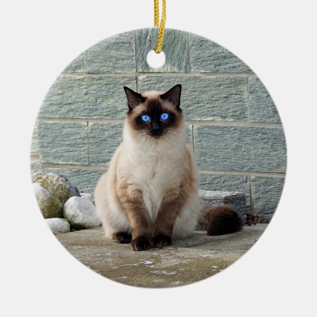 Elegant Siamese Cat Photo Ceramic Ornament (Front)