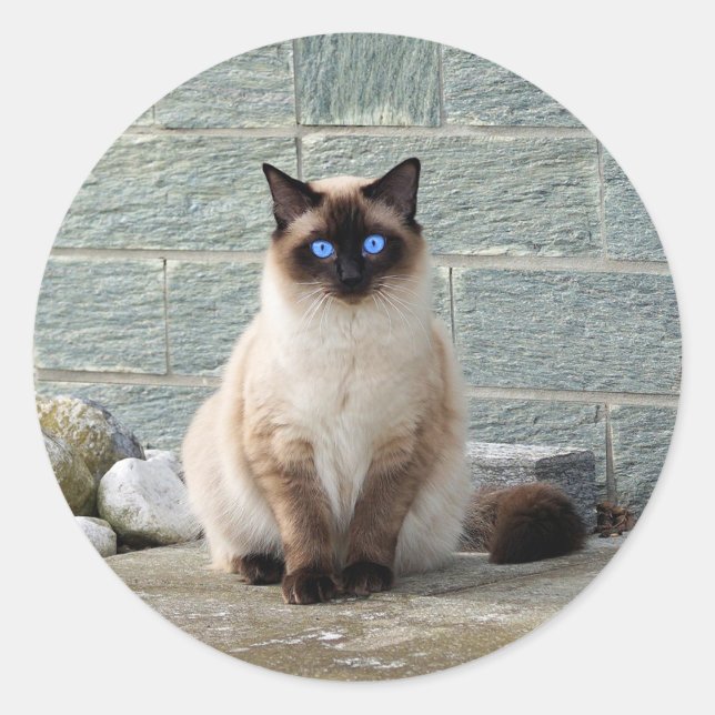 Elegant Siamese Cat Photo Classic Round Sticker (Front)
