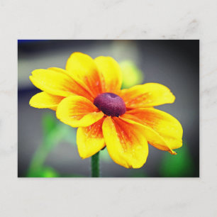 Elegant Single Yellow Orange Dahlia Flower Holiday Postcard