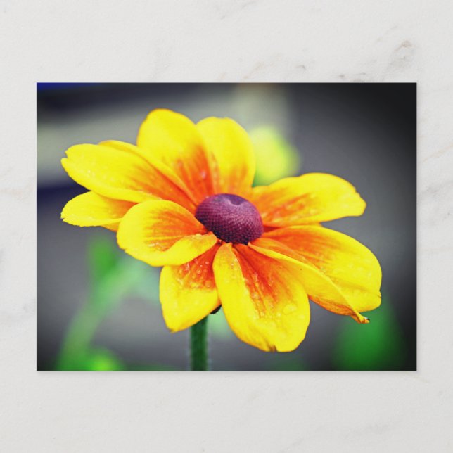 Elegant Single Yellow Orange Dahlia Flower Holiday Postcard (Front)
