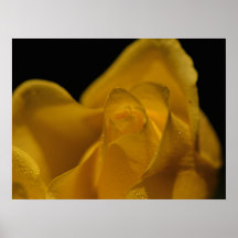 Elegant Single Yellow Rose Close Up
