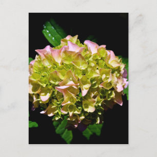 Elegant soft green pink floral hydrangeas postcard