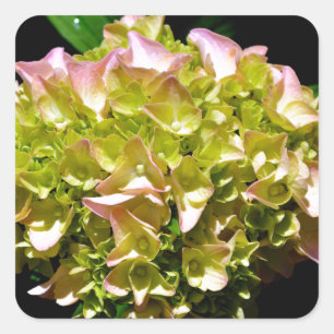 Elegant soft green pink floral hydrangeas square sticker