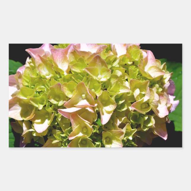 Elegant soft green pink floral hydrangeas sticker (Front)