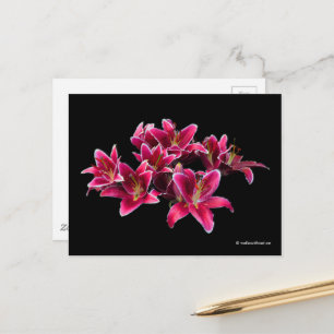 Elegant Stargazer Oriental Lilies Pink Flowers Postcard