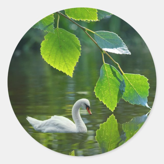 Elegant Summer Swan Classic Round Sticker (Front)