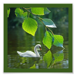 Elegant Summer Swan Photo Print