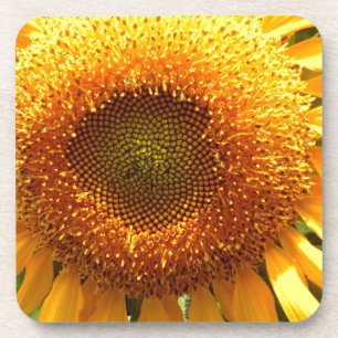 Elegant sunflower photo coaster
