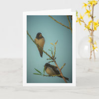 Elegant Swallow Birds Portrait