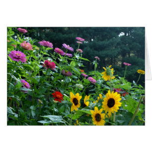 Elégant tournesol de jardin, marguerites, cosmos