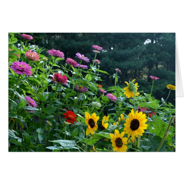 Elégant tournesol de jardin, marguerites, cosmos (Devant horizontal)