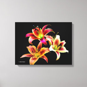 Elegant Trio of Yellow Pink Daylilies Floral Canvas Print