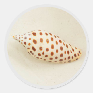 Elegant Tropical Junonia Florida Beach Shell Photo Classic Round Sticker