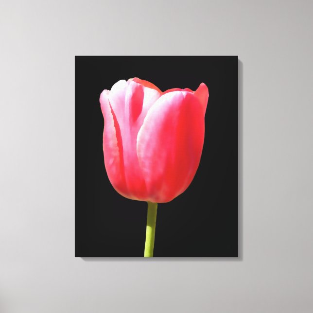 Elegant Tulip Bloom Canvas Print (Front)