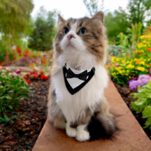 Élégant tuxedo bandana avec cravate réglable