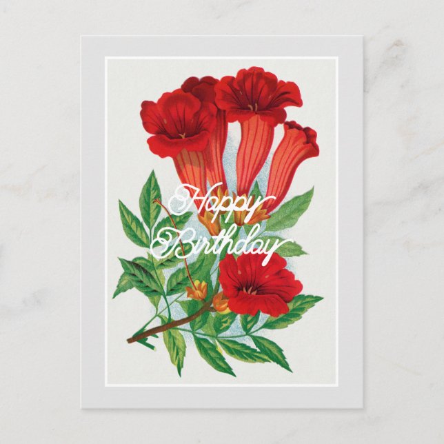 Elegant Vintage Bignonia Flower Happy Birthday Postcard (Front)