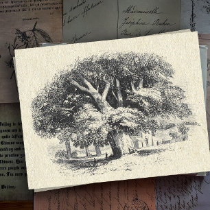 Elegant Vintage Black White Big Sycamore Tree Postcard