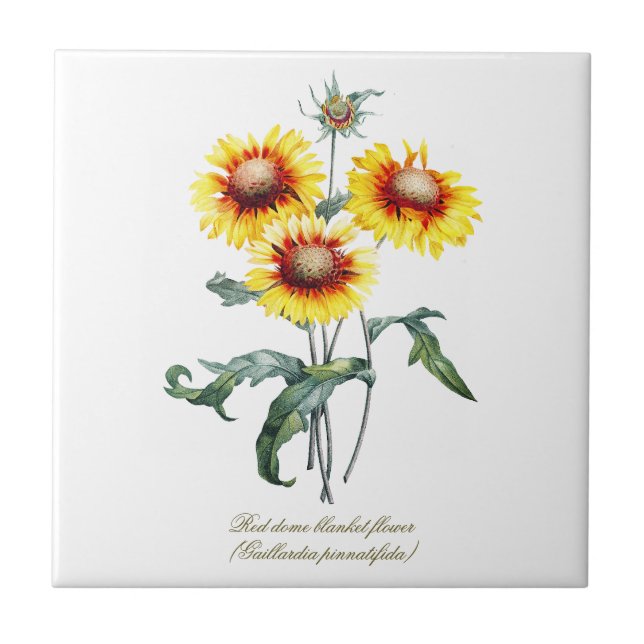 Elegant Vintage Botanical Blanket Flower Tile (Front)