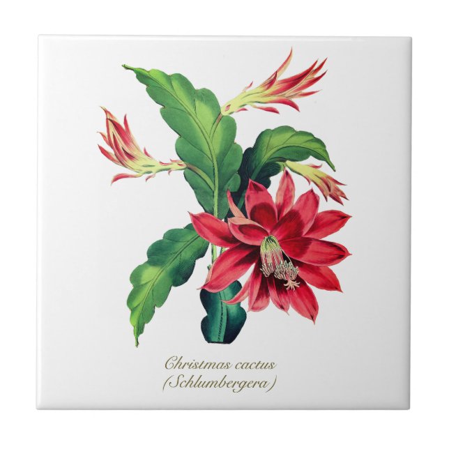 Elegant Vintage Botanical Christmas Cactus Flower Tile (Front)