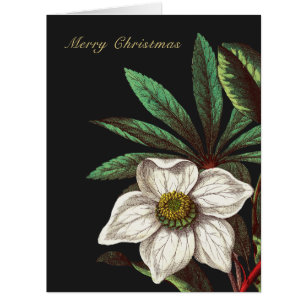 Elegant Vintage Botanical Christmas Rose Flower