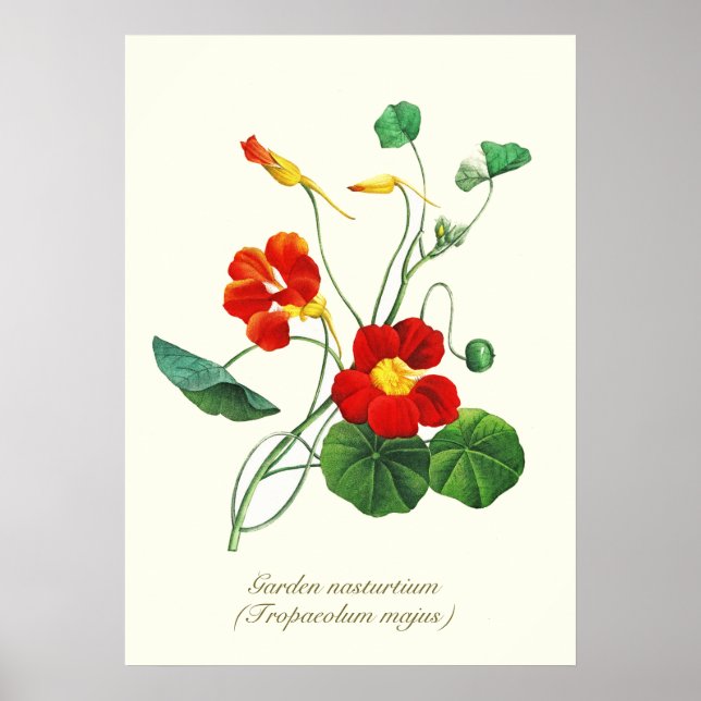 Elegant Vintage Botanical Flowers Nasturtium Poster (Front)