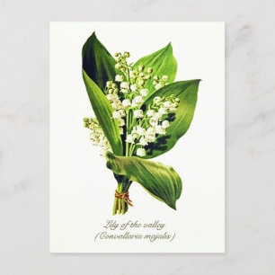 Elegant Vintage Botanical  Lily of the valley Postcard