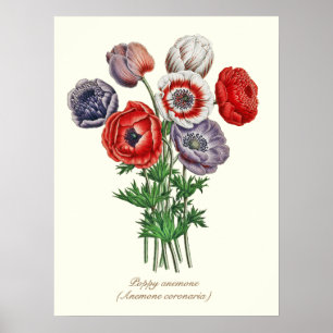 Elegant Vintage Botanical Poppy Anemone 18"x24" Poster
