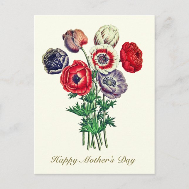 Elegant Vintage Botanical Poppy Anemone Postcard (Front)