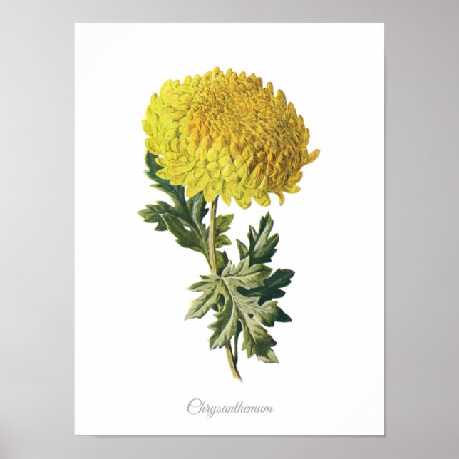 Elegant Vintage Botanical Print Chrysanthemum (Front)