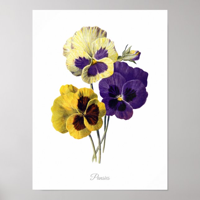 Elegant Vintage Botanical Print Pansies (Front)