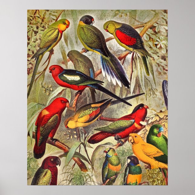 Elegant Vintage Tropical Birds Parrots Poster (Front)