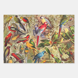 Elegant Vintage Tropical Birds Parrots Wrapping Paper Sheet