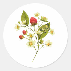 Elegant Watercolor Strawberry Plant with Flowers Classic Round Sticker