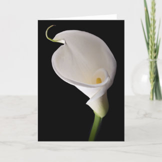 Elegant white calla card