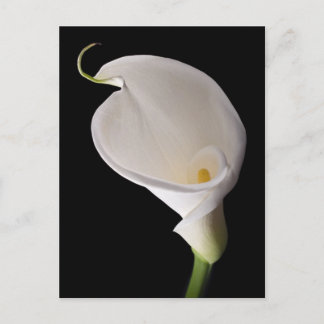 Elegant white calla lily postcard