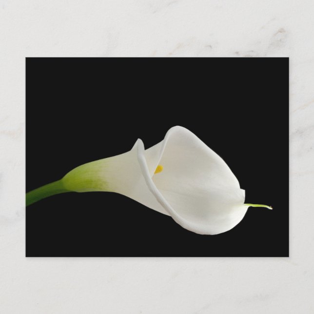 Elegant white calla lily postcard (Front)