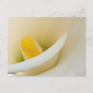 Elegant white calla lily postcard