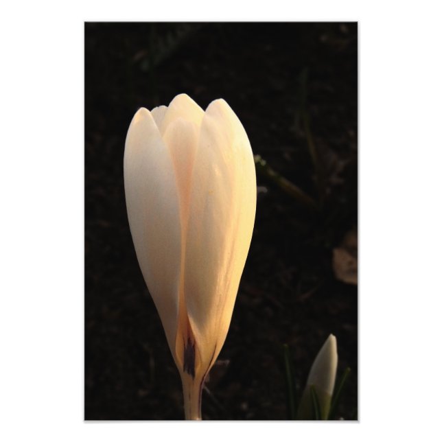 Elegant White Crocus Floral Photo (Front)