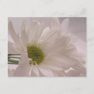 Elegant White Daisies Postcard